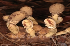 Balanophora abbreviata